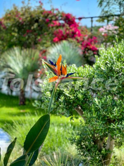 Квартира в Центре Кемера, Кемер с бассейном: купить недвижимость в Турции - 137786