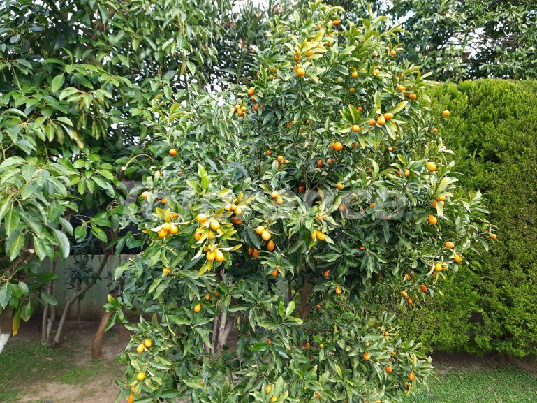 Вилла или дом в Арсланбуджак, Кемер с бассейном: купить недвижимость в Турции - 116130