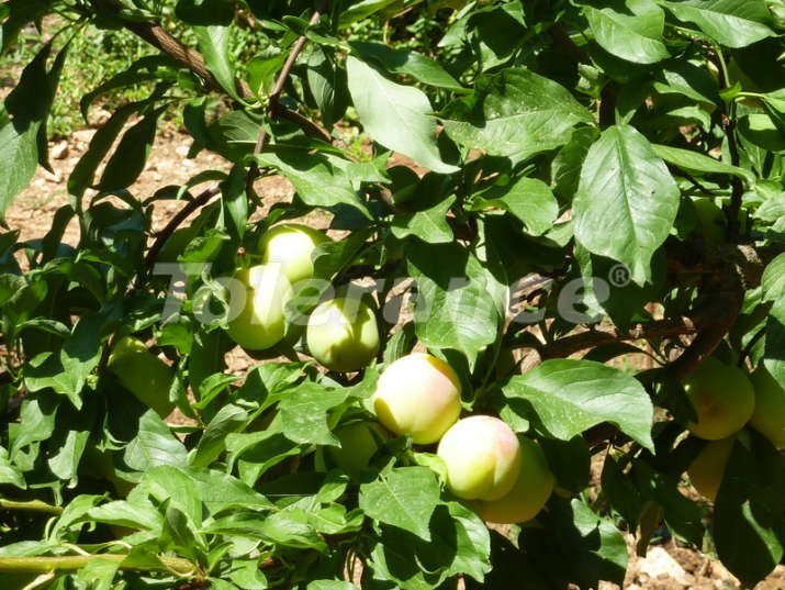 Вилла или дом в Бейджик, Кемер вид на море с бассейном: купить недвижимость в Турции - 1920