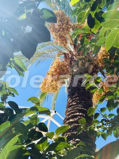 Вилла или дом от застройщика в Кириш, Кемер с бассейном: купить недвижимость в Турции - 14677