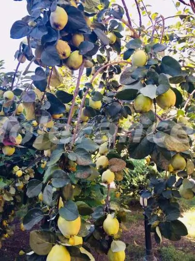 Вилла или дом от застройщика в Кириш, Кемер с бассейном: купить недвижимость в Турции - 14679