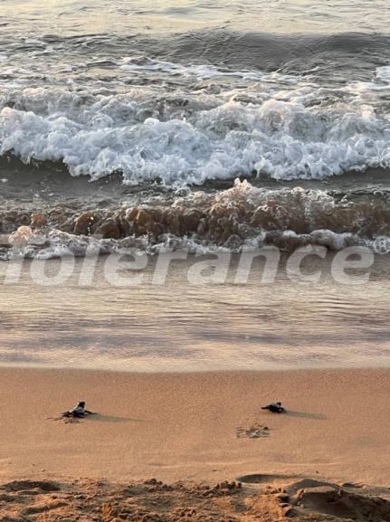 Вилла или дом в Кирения, Северный Кипр вид на море с бассейном: купить недвижимость в Турции - 118002