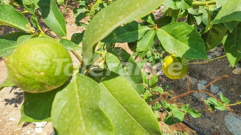 Вилла или дом в Кирения, Северный Кипр: купить недвижимость в Турции - 73477